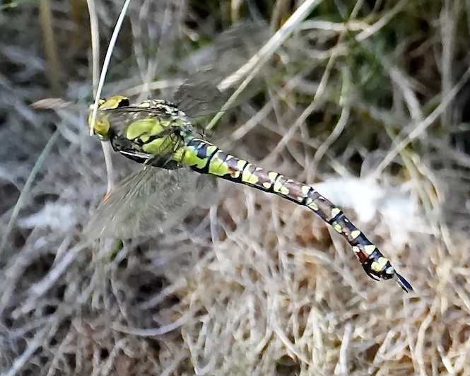 southern hawker